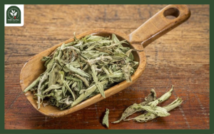 Trà cỏ ngọt có tốt không