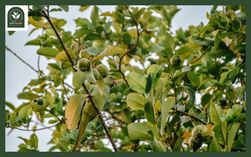 Trà búp ổi